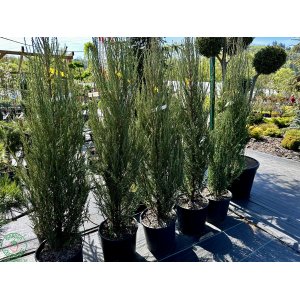 Borievka skalná (Juniperus scopulorum) ´BLUE ARROW´- výška 150-180 cm, kont. C15L